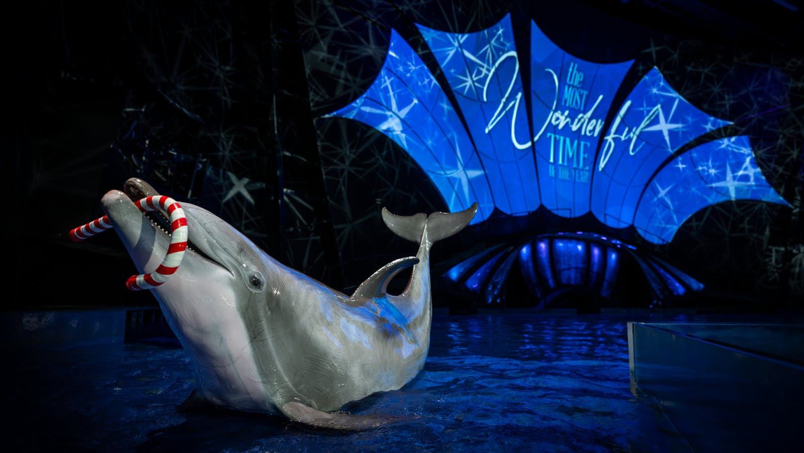 Georgia Aquarium Tickets - Photo 1 of 15